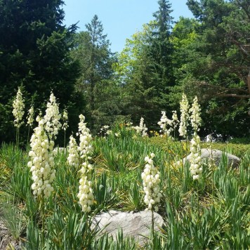 Minnesota Arboretum_White Flowers Fields of flowers at the Minnesota Arboretum.