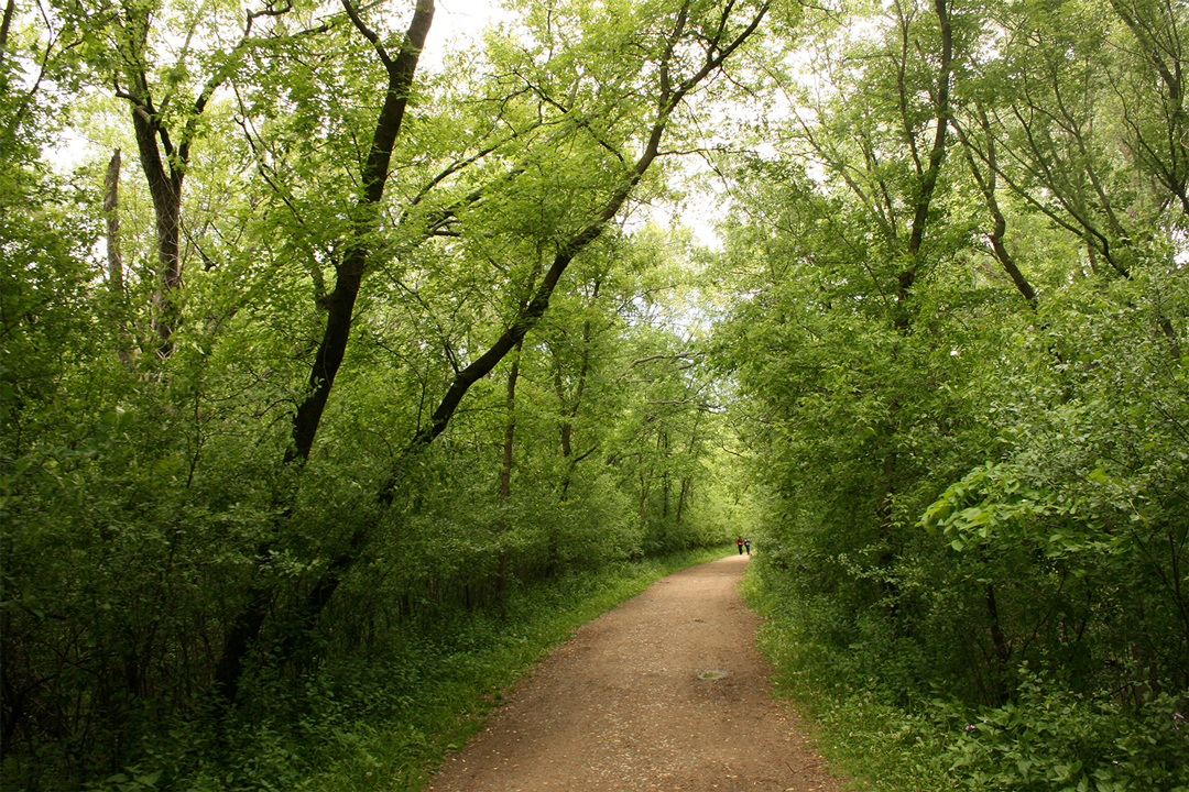 A trail in Afton State Park, Woodbury Minnesota.