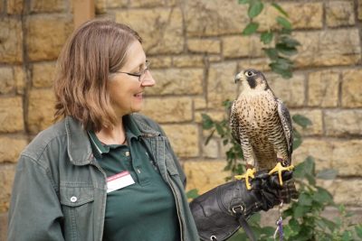 Gail Buhl stands with a peregrine falcon perched on her arm.