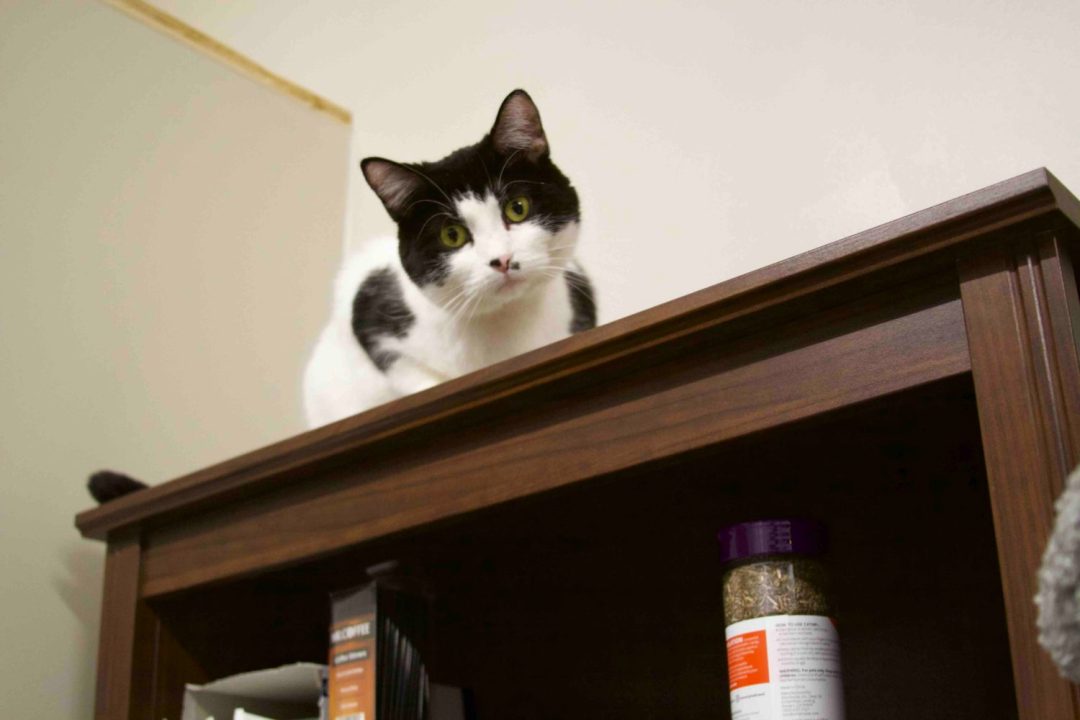 Annabelle, a black and white cat, peers over the shelf at The Cafe Meow.