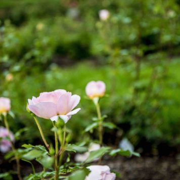Rose Garden 1_Lyndale Gardens_Courtesy of the Minneapolis Park and Recreation Board Blossoming roses reach for the sky at the Lyndale Rose Garden.