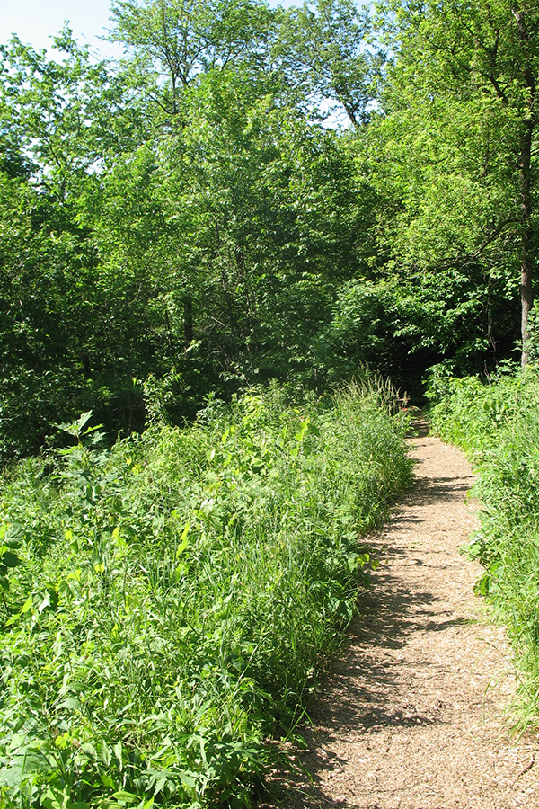 A trail leading into a forested area at Theodore Wirth Regional Park in Minneapolis, Minnesota.
