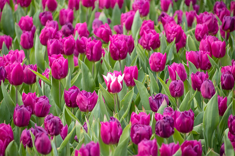 Minnesota Landscape Arboretum’s Stars of Spring